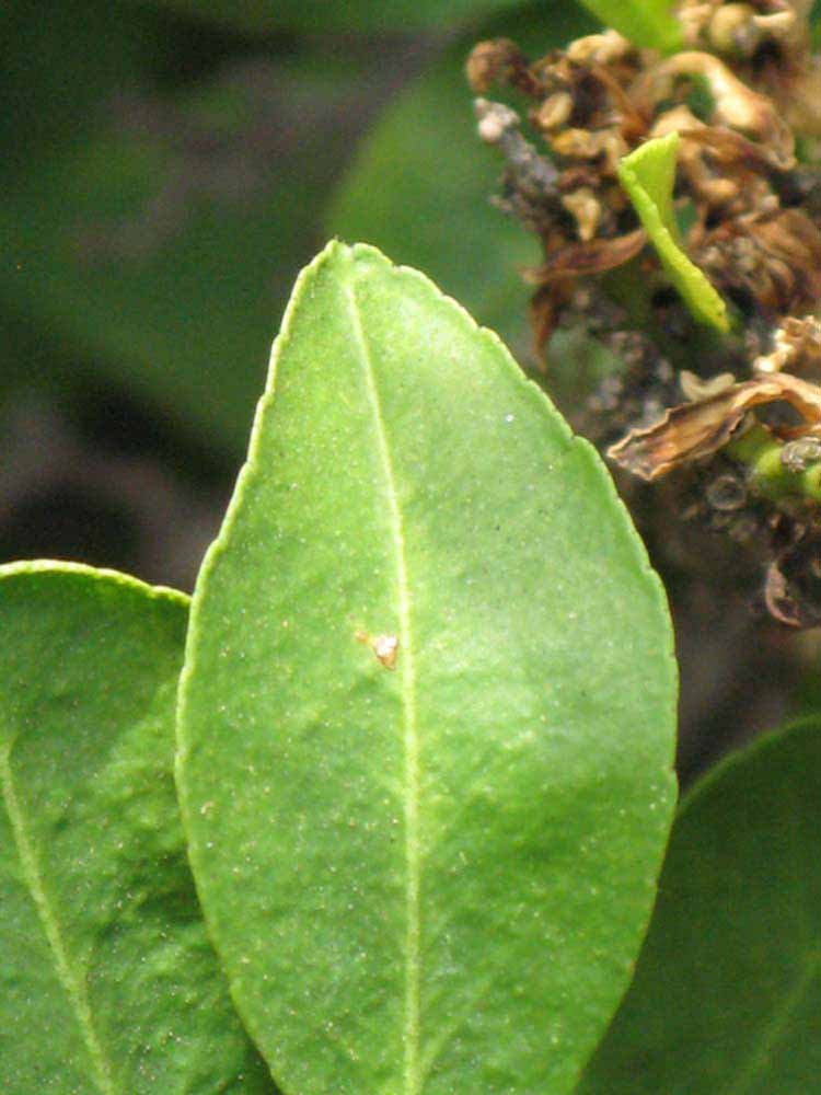              Margin (Myrtifolia, Riverside, CA)       